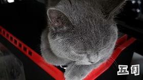 国产蓝猫开箱视频教程,国产萌宠玩具组装全攻略