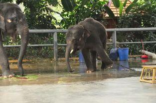 大象国产福利微视频,探寻国宝魅力与生活智慧