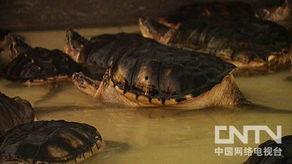 国产鳄龟凶猛吗视频大全