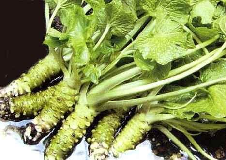 国产山葵测评视频下载