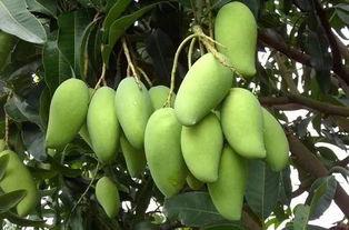 国产嫩草视频高清芒果,青春活力，视觉盛宴